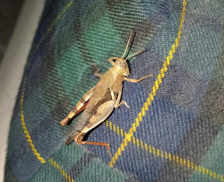 Grasshopper