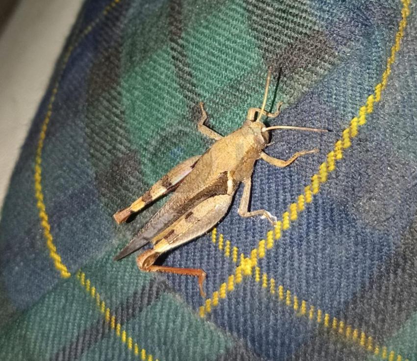 Grasshopper