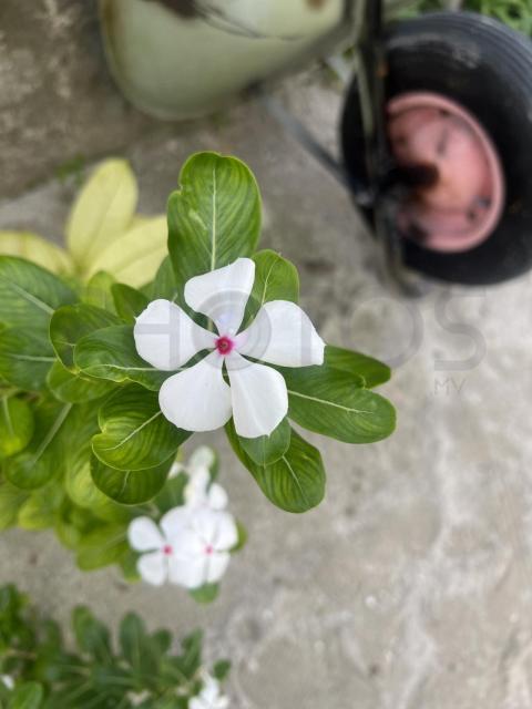 IMG 7191