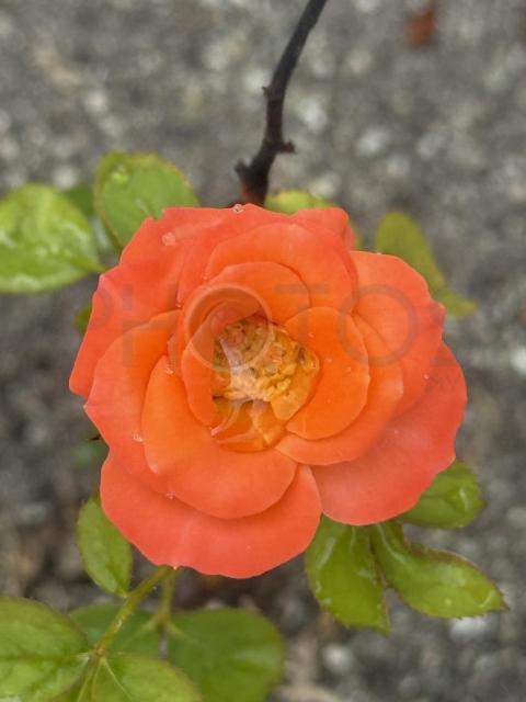 Orange Rose
