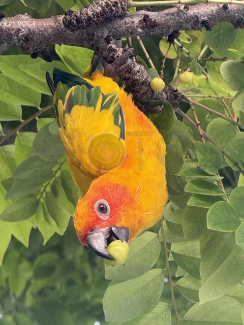 Parrot