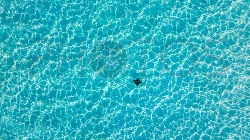Eagle Ray