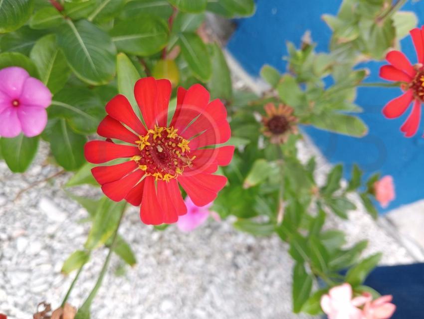 Zinnia flower