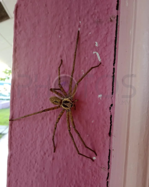 Spider