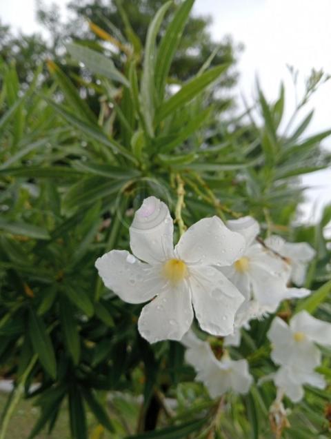 Oleander (Nerium oleander). ??