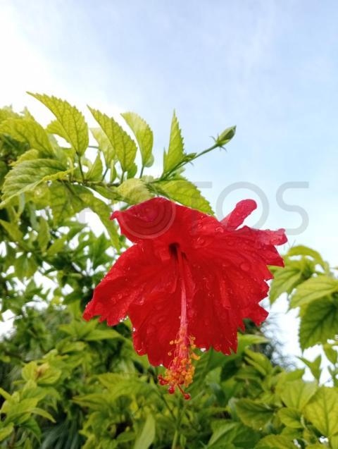 flower
