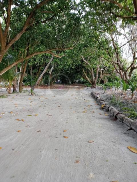 sandy pathway lined with mature trees
