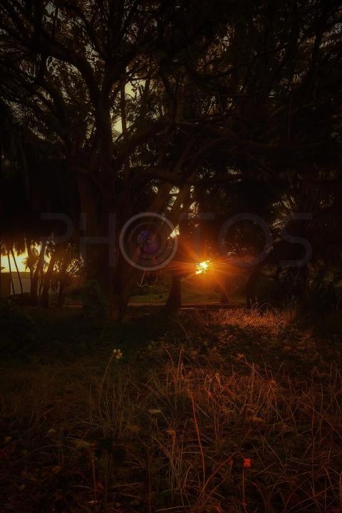 Sunsut