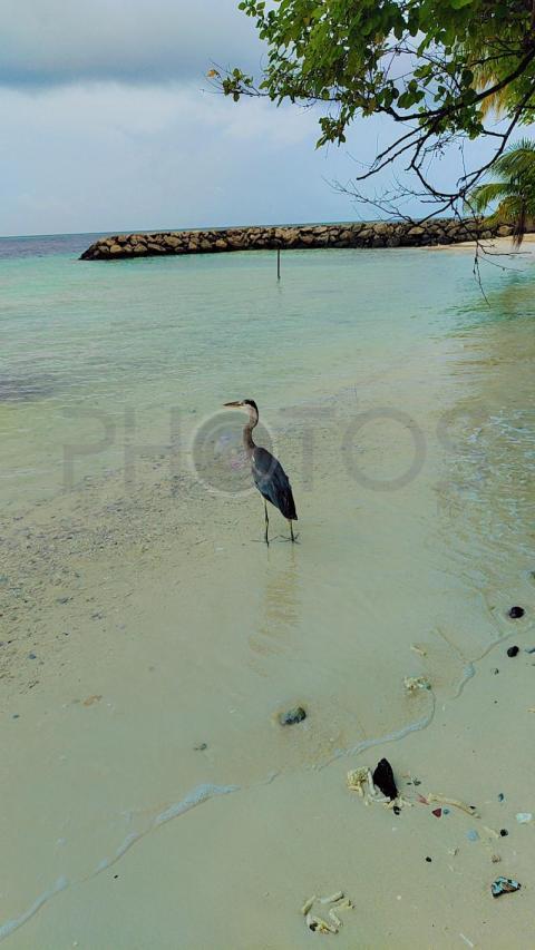 Maakana.. island life