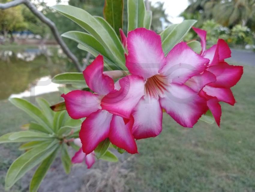 Desert Rose,Champa tree,China Rose