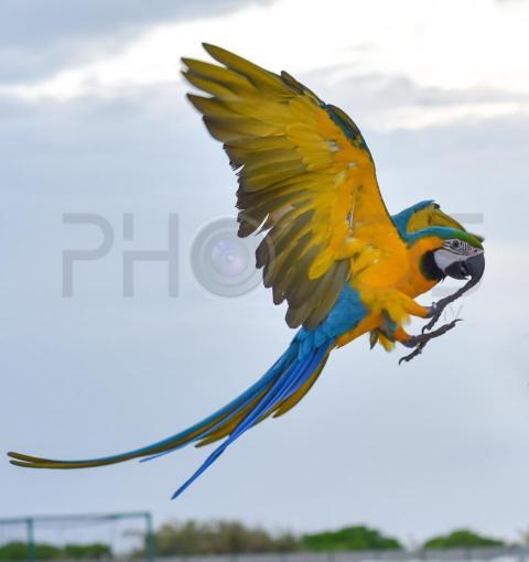 bird