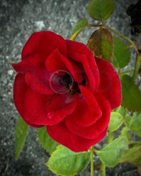 Red Rose