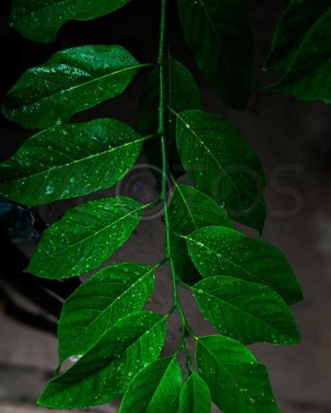 leaf
