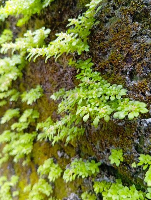 Wall