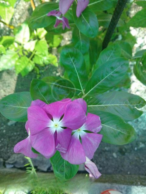 Rose Periwinkle