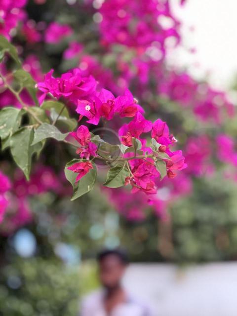 IMG 4884