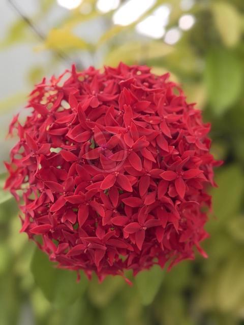 Thousand flower