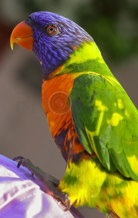 bird
