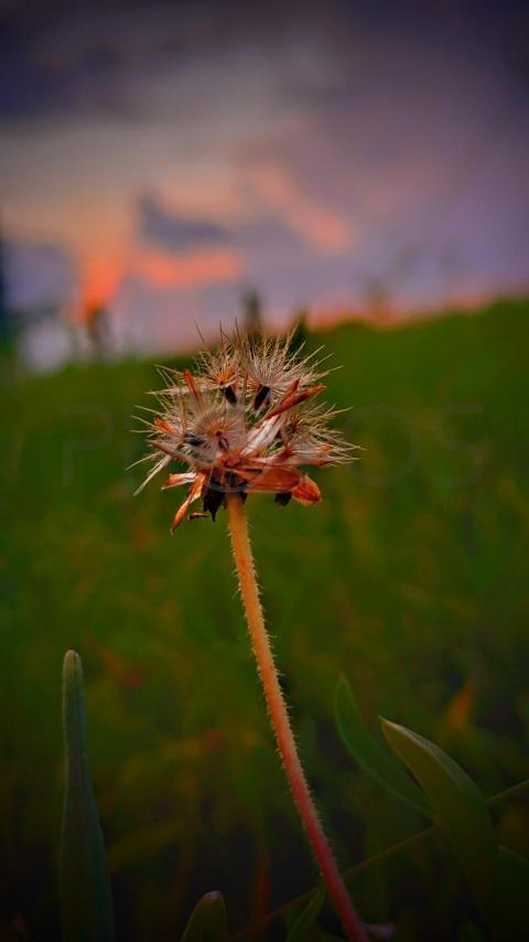 beautiful flower