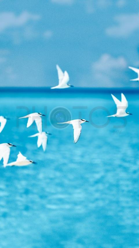 Black-naped Tern