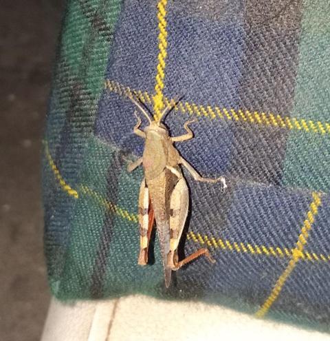 Grasshopper